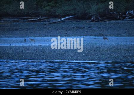 Canada, Colombie-Britannique, côte centrale, forêt pluviale Great Bear, loup, Canis lupus Banque D'Images