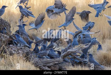 États-Unis, Oregon, Bend, Pinyon Jay, Gymnorhinus cyanocephalus Banque D'Images