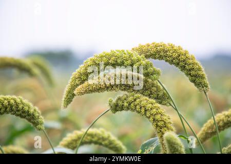 Pic de Millet de groupe de grains de céréales avec fond flou Banque D'Images