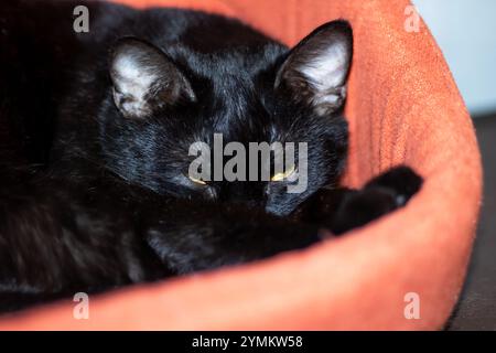 Un chat noir élégant avec des yeux jaunes frappants est confortablement allongé dans un lit orange confortable, profitant de son temps de détente là-bas Banque D'Images