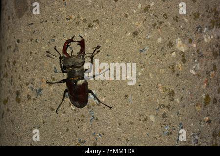 Belle nature lumineuse, animaux et insectes. Un grand coléoptère brun-noir se trouve sur un pilier de ciment gris-vert. Banque D'Images