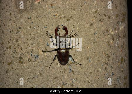 Belle nature lumineuse, animaux et insectes. Un grand coléoptère brun-noir se trouve sur un pilier de ciment gris-vert. Banque D'Images