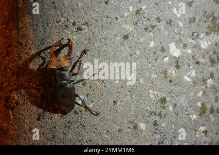 Belle nature lumineuse, animaux et insectes. Un grand coléoptère brun-noir se trouve sur un pilier de ciment gris-vert. Banque D'Images