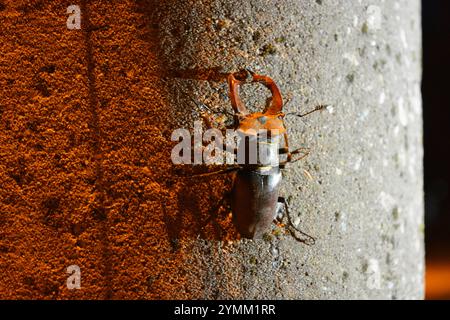 Belle nature lumineuse, animaux et insectes. Un grand coléoptère brun-noir se trouve sur un pilier de ciment gris-vert. Banque D'Images