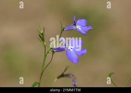 Gros plan petite fleur bleue de Lobelia erinus (lobelia de bordure, lobelia de jardin ou lobelia de queue) de la famille des clochettes Campanulaceae. Banque D'Images