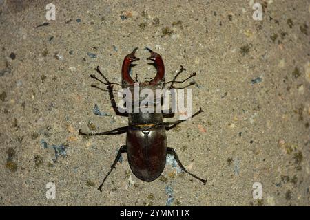Belle nature lumineuse, animaux et insectes. Un grand coléoptère brun-noir se trouve sur un pilier de ciment gris-vert. Banque D'Images