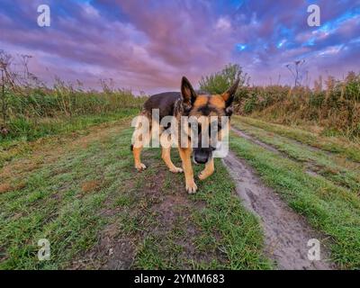 Gros plan d'un beau chien de berger allemand au premier plan dans un paysage naturel atmosphérique pendant le coucher du soleil avec une belle lumière et indigo a chaud Banque D'Images