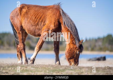 Cheval estonien natif (estonien Klepper) pâturant dans la prairie côtière. Cheval couleur châtaignier avec blason blanc sur la prairie de la plage. Le printemps sur le Banque D'Images