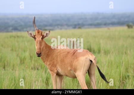 Unicorn Lelwel Hartebeest (hartebeest de Jackson) dans le parc national de Murchison Falls Banque D'Images