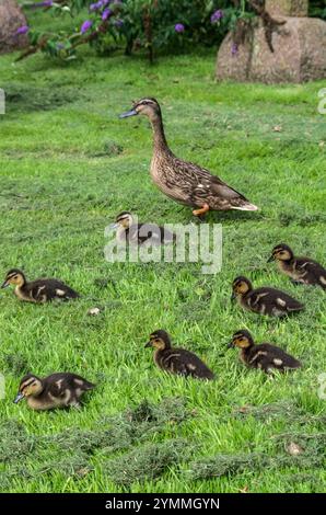 Femelle Mallard avec ses poussins sur l'herbe dans un cimetière, Old Hunstanton, Norfolk, Royaume-Uni Banque D'Images