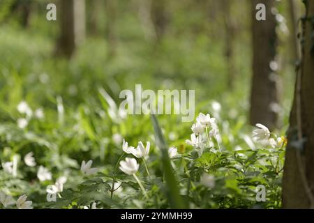 Anémones de bois, Anemone nemorosa, fleurs sauvages sur forêt/bois comté de Durham UK Banque D'Images