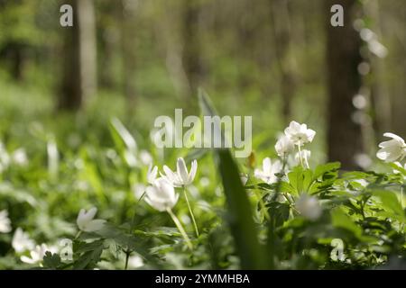 Anémones de bois, Anemone nemorosa, fleurs sauvages sur forêt/bois comté de Durham UK Banque D'Images