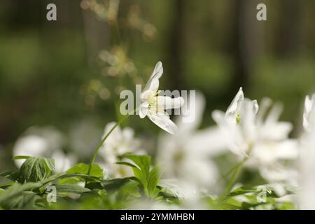 Anémones de bois, Anemone nemorosa, fleurs sauvages sur forêt/bois comté de Durham UK Banque D'Images