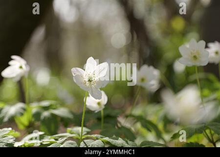 Anémones de bois, Anemone nemorosa, fleurs sauvages sur forêt/bois comté de Durham UK Banque D'Images