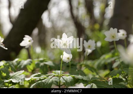 Anémones de bois, Anemone nemorosa, fleurs sauvages sur forêt/bois comté de Durham UK Banque D'Images