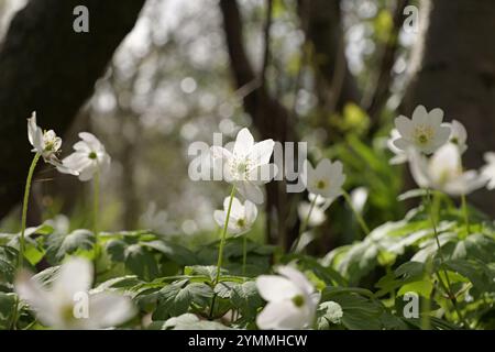 Anémones de bois, Anemone nemorosa, fleurs sauvages sur forêt/bois comté de Durham UK Banque D'Images
