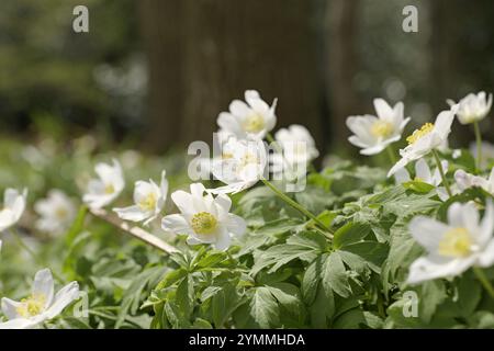 Anémones de bois, Anemone nemorosa, fleurs sauvages sur forêt/bois comté de Durham UK Banque D'Images