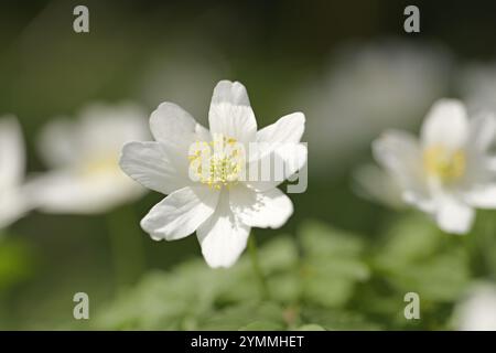 Anémones de bois, Anemone nemorosa, fleurs sauvages sur forêt/bois comté de Durham UK Banque D'Images