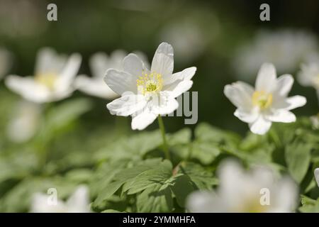Anémones de bois, Anemone nemorosa, fleurs sauvages sur forêt/bois comté de Durham UK Banque D'Images