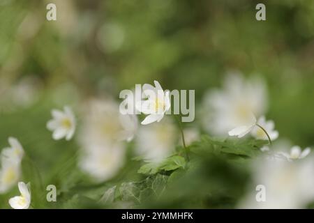 Anémones de bois, Anemone nemorosa, fleurs sauvages sur forêt/bois comté de Durham UK Banque D'Images