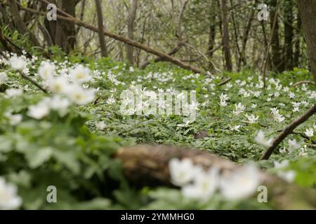 Anémones de bois, Anemone nemorosa, fleurs sauvages sur forêt/bois comté de Durham UK Banque D'Images