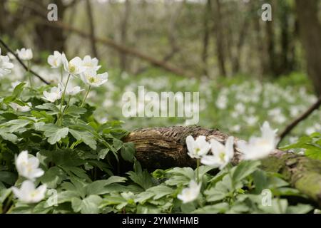 Anémones de bois, Anemone nemorosa, fleurs sauvages sur forêt/bois comté de Durham UK Banque D'Images
