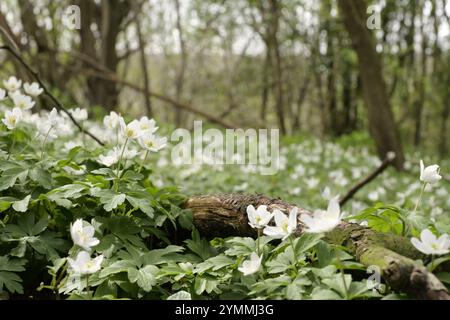 Anémones de bois, Anemone nemorosa, fleurs sauvages sur forêt/bois comté de Durham UK Banque D'Images