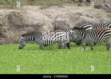 Zèbres eau potable dans le parc national du lac Mauro - Ouganda Banque D'Images