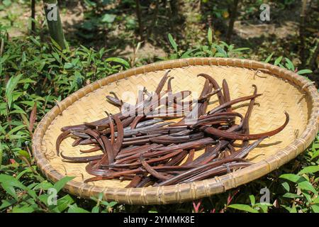 panier en bambou plein de gousses de vanille séchées au soleil, épices exotiques Banque D'Images