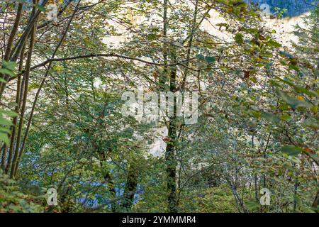 Arbres à l'Obersee avec réflexion de l'eau, Königssee, Schönau, Parc National de Berchtesgaden, Berchtesgadener Land, haute Bavière, Bavière, Allemagne Banque D'Images
