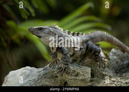 Un iguane de soleil dans l'ancienne ville maya de Tulum au Mexique, péninsule du Yucatan Banque D'Images