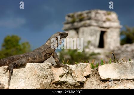 Un iguane de soleil dans l'ancienne ville maya de Tulum au Mexique, péninsule du Yucatan Banque D'Images