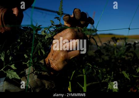 Un homme âgé portant un chapeau travaille avec des plants de tomates Banque D'Images