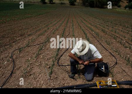 Un agriculteur travaille avec des tubes pour l'irrigation goutte à goutte dans la ferme biologique Los Tamayos à Prado del Rey, Cadix, Andalousie, Espagne, 21 juin, 2013. Los Tamayos organi Banque D'Images