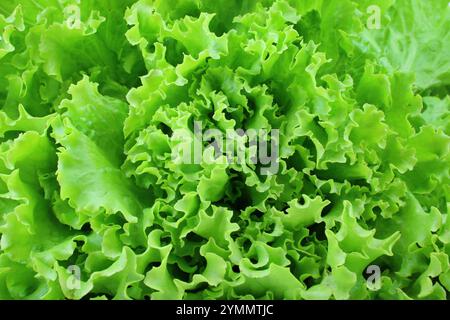 texture de salade de gentilina verte pleine trame Banque D'Images