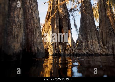 Cyprès dans le lac Caddo au niveau de l'eau Banque D'Images