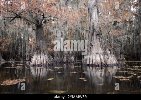 Cyprès et couleur d'automne sur Caddo Lake Banque D'Images