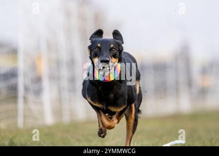 All American Mixed Breed Mutt Lure course Sprint Dog Sport Banque D'Images