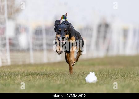 All American Mixed Breed Mutt Lure course Sprint Dog Sport Banque D'Images