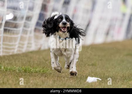 Anglais Springer Spaniel Running Lure course Sprint Dog Sport Banque D'Images