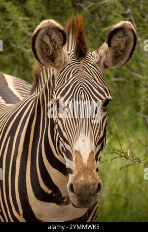 Le zèbre de Grevy à Mpala, Kenya Banque D'Images