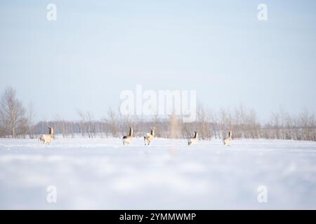 Un groupe de cerfs traversant un champ enneigé dans la lumière tôt le matin Banque D'Images