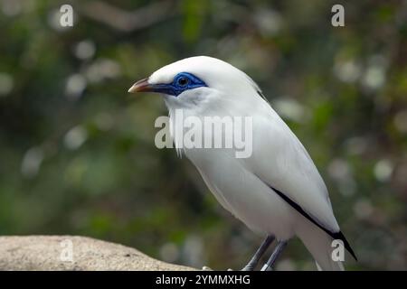 Le myna de Bali sur une souche d'arbre Banque D'Images