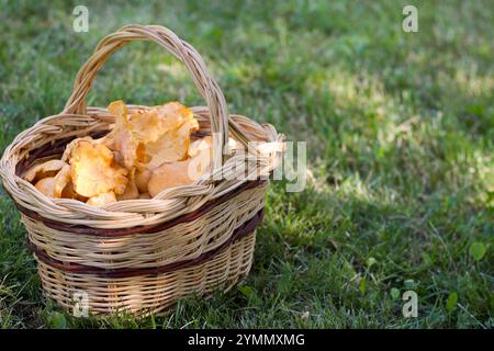 gros plan du panier plein, des champignons chanterelles frais dans un champ vert le matin Banque D'Images
