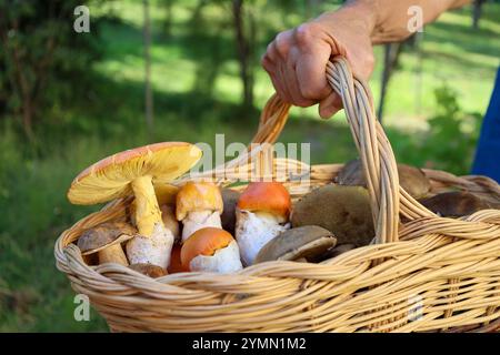 focus sélectif sur l'amanita caesarea dans le panier de champignons, automne Banque D'Images