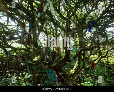 Voir se des nuages et autres offres sur un arbre d'aubépine à côté du ruisseau courant S de St Euny Holy Well, Chapel Euny, Sancreed, Cornouailles, Angleterre. Banque D'Images