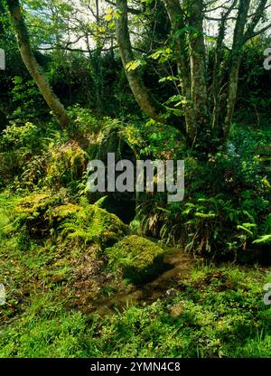 View SW of St Gundred's Well, a Holy Well NW of Roche Station, Cornwall, Angleterre, Royaume-Uni : un puits de guérison et de divination en usage dans le C19e ; encore visité Banque D'Images