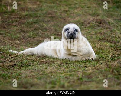Chiot phoque gris, Halichoerus grypus Banque D'Images