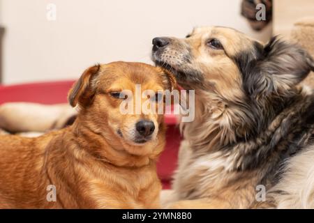 Deux chiens sont paisiblement allongés sur un lit mou, et un chien lèche affectueusement le nez des autres chiens dans un geste amical Banque D'Images