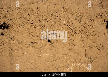 Un mur avec beaucoup de trous dedans. Les trous sont petits et dispersés sur tout le mur Banque D'Images